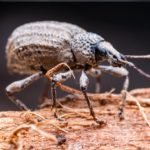 Bug Master will be spraying Friday, May 19,  2023.